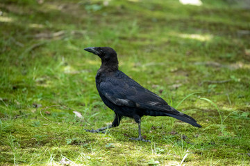 Crow in the park