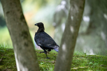 Crow in the park