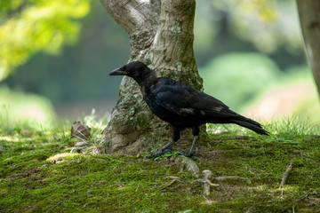 Crow in the park