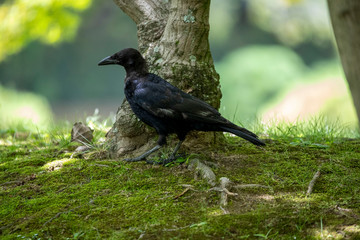 Crow in the park