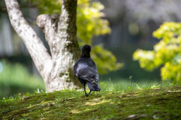 Crow in the park