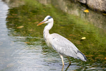 Egrets in the park
