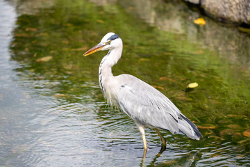 Egrets in the park