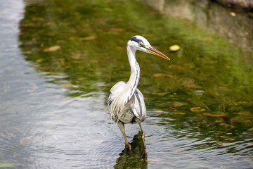 Egrets in the park