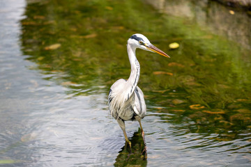 Egrets in the park
