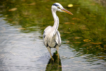 Egrets in the park