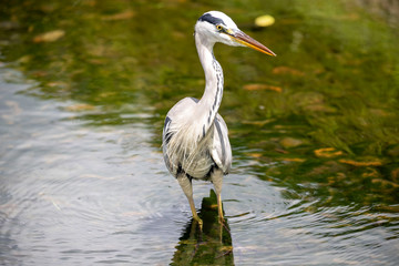 Egrets in the park