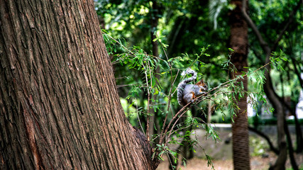  Squirrel in Mexico. An outgoing miracle that is not afraid to eat from hand
