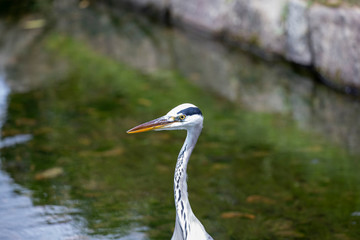 Egrets in the park