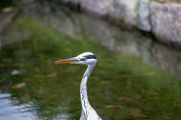 Egrets in the park