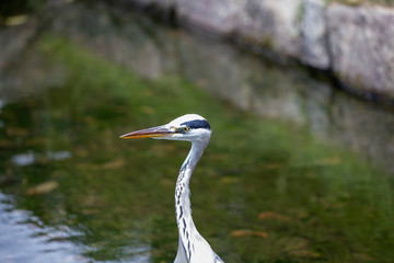 Egrets in the park