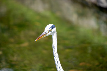 Egrets in the park