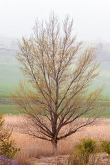 Tree in the middle of the autumn landscape