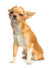 Cute small Chihuahua dog on white background