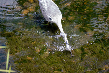 Egret is hunting