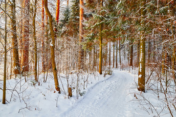 Snow covered trees in a winter forest. Red trunks of pine trees