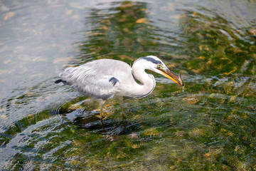 Egret is hunting