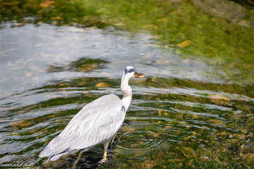 Egret is hunting