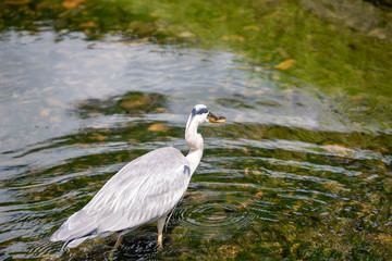 Egret is hunting