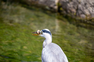 Egret is hunting