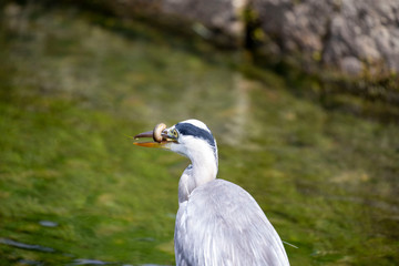 Egret is hunting