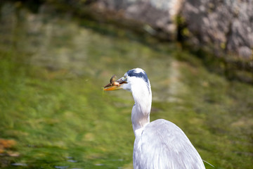 Egret is hunting