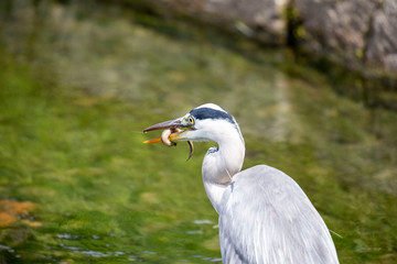Egret is hunting