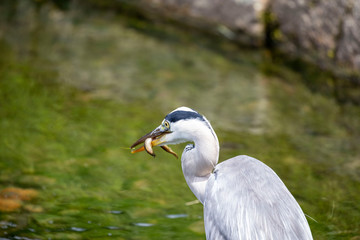 Egret is hunting