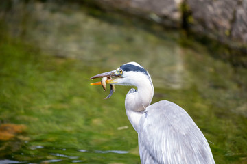Egret is hunting