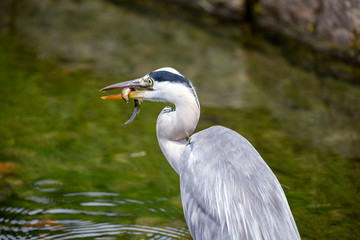 Egret is hunting