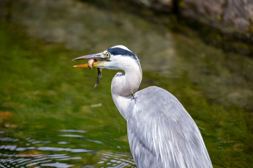 Egret is hunting