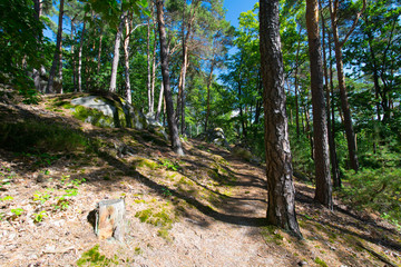 Kiefernwald bei Dambach La Ville im Elsass