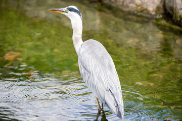 Egrets in the park