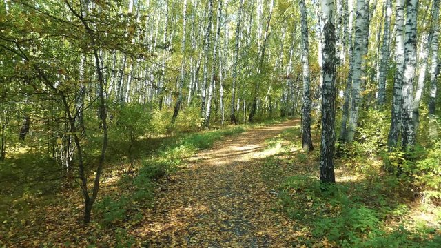 Wide way in the forest. Birch trees at  sides. Sunny autumn day, lot of yellow foliage among grass. Natural background.