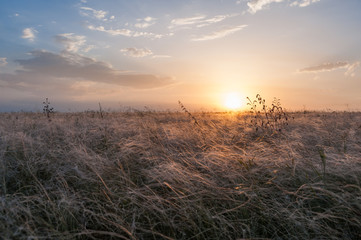 Summer landscape with grass in prairie