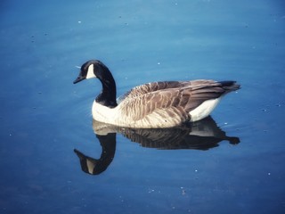 Naklejka na ściany i meble canadian goose in the water with reflection