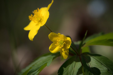 Spring