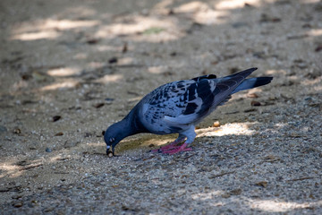 Pigeon in the park