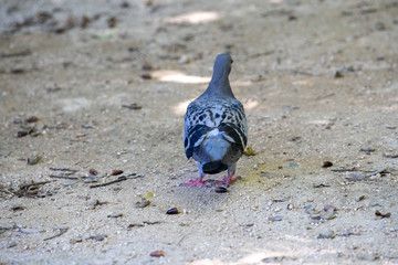 Pigeon in the park