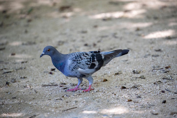 Pigeon in the park