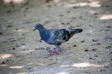 Pigeon in the park