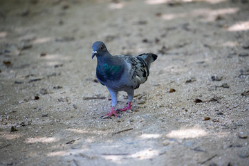 Pigeon in the park