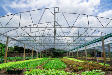 Modern glass greenhouse planting vegetable greenhouses of fresh green spring salad seedlings being cultivated on a summers day.