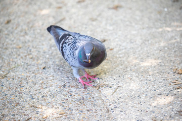 Pigeon in the park