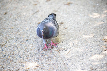 Pigeon in the park