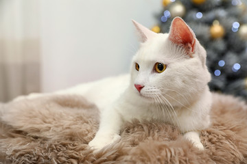 Cute white cat on fur rug in room decorated for Christmas. Cozy winter