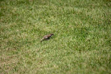 Sparrow in the park