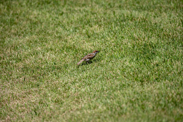 Sparrow in the park