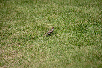 Sparrow in the park