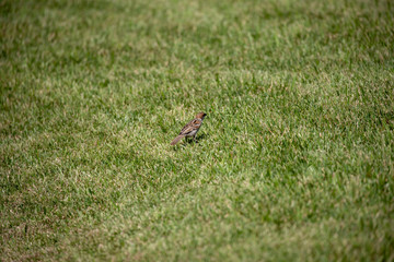 Sparrow in the park